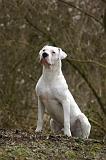 DOGUE ARGENTIN 481